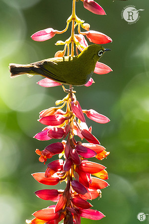 White eye_DSC7731