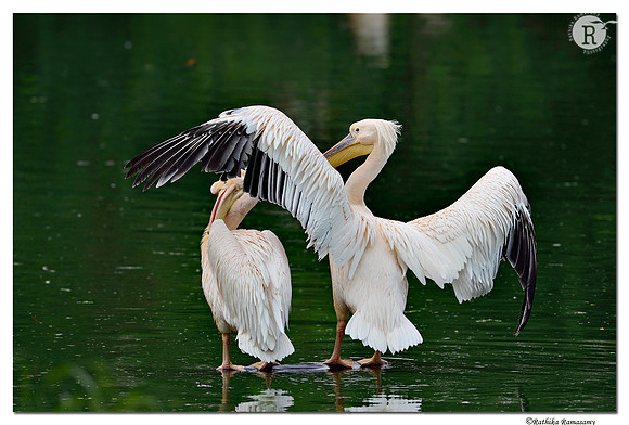 Pelican_DD40477