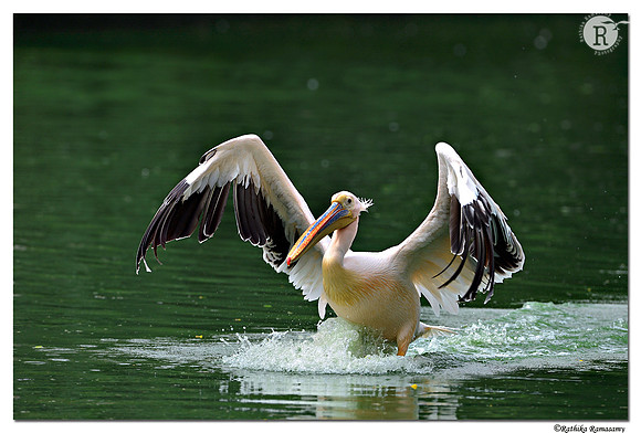 Pelican_DD40413