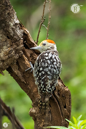 Yellow-crowned woodpecker (Leiopicus mahrattensis)_DSC6148
