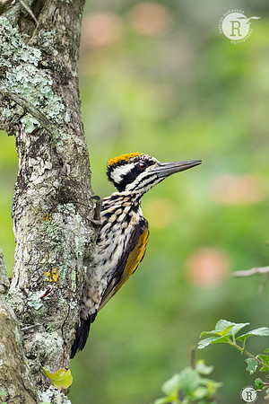 White-naped woodpecker (Chrysocolaptes festivus)_DSC6294