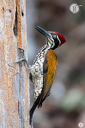 Greater flameback (Chrysocolaptes guttacristatus)_DSC3830