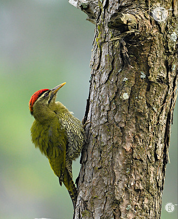 Scaly-bellied woodpecker (Picus squamatus)_BID8135