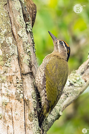 Streak-throated woodpecker (Picus xanthopygaeus)_DSC5623