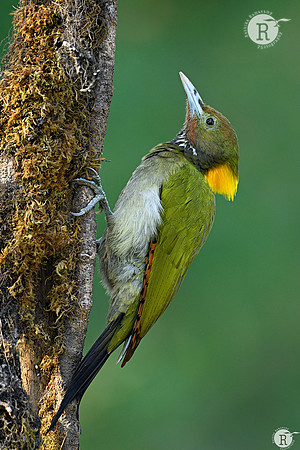 Greater yellownape (Chrysophlegma flavinucha) _BID9408