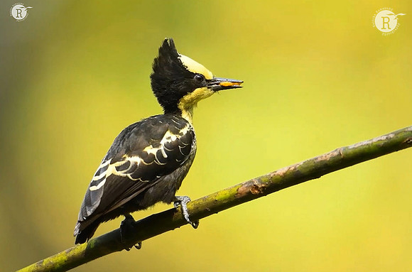 Heart-spotted woodpecker (Hemicircus canente)(1)