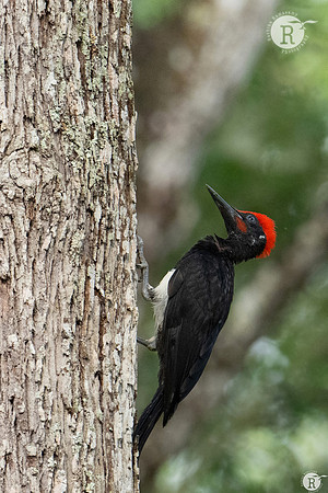 White-bellied woodpecker(Dryocopus javensis)_DSC5746