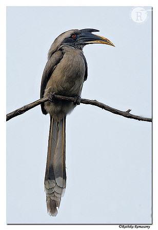Indian Grey Hornbill (Ocyceros birostris)_DD35425