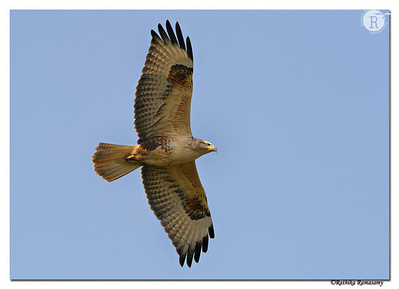 Long-legged Buzzard (Buteo rufinus)-D4R_1321
