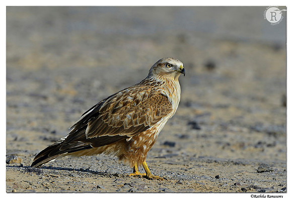 Long-legged Buzzard (Buteo rufinus)_D4R_1013