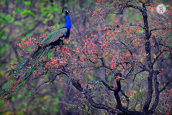 Peafowl_RRR8550