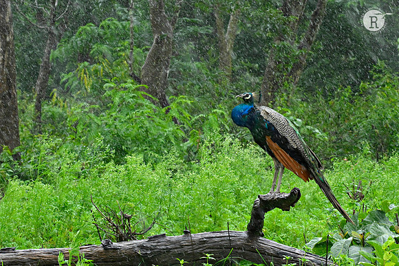 Peafowl in the rain_MNR9929