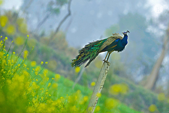 Peafowl Morning_D4S4683