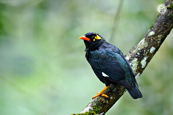 Hill Myna_RAD5380