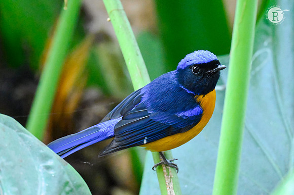 Rufous belied Niltava_TTD1741
