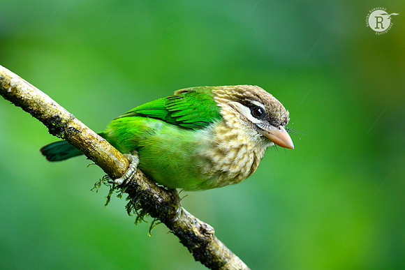 White cheeked barbett_RAD5217