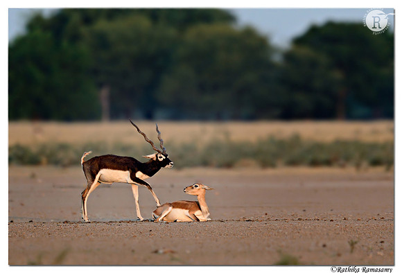Blackbuck-couple_D4R6579