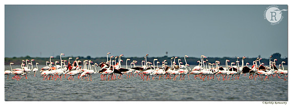 Greater flamingo (Phoenicopterus roseus)_D4R6705
