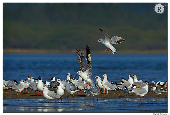 Brown-headed gull(Chroicocephalus brunnicephalus)_D4R5915
