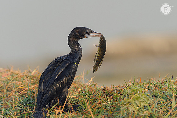 Little Cormorant (Phalacrocorax niger)