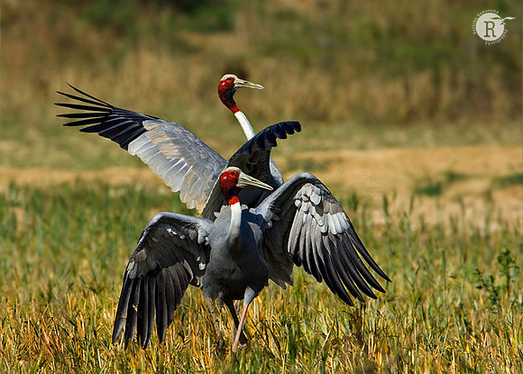 Sarus Crane(Grus antigone)