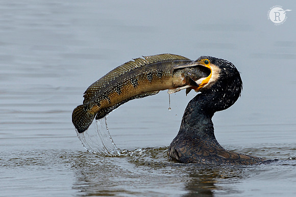 Great cormorant-Fishing