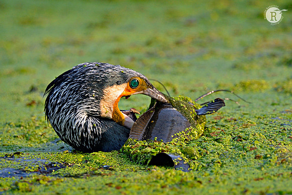 Cormorant._D4R4096
