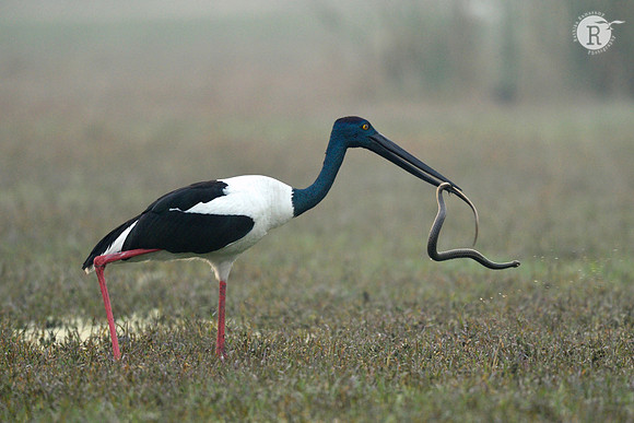 Black-necked stork (Ephippiorhynchus asiaticus)_D4S5370