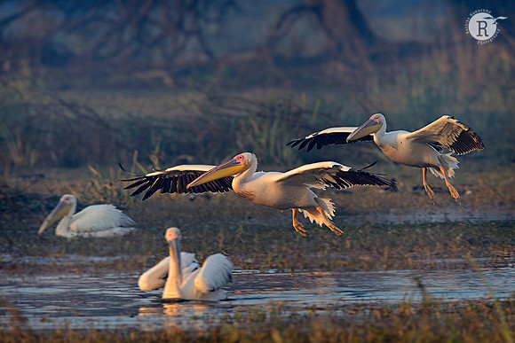 White pelican (Pelecanus onocrotalus)