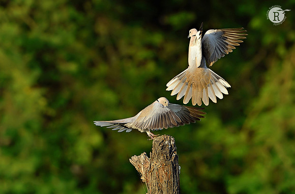 Eurasian Collared Dove