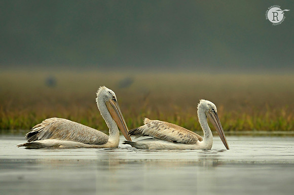 Dalmatian Pelican (Pelecanus crispus)