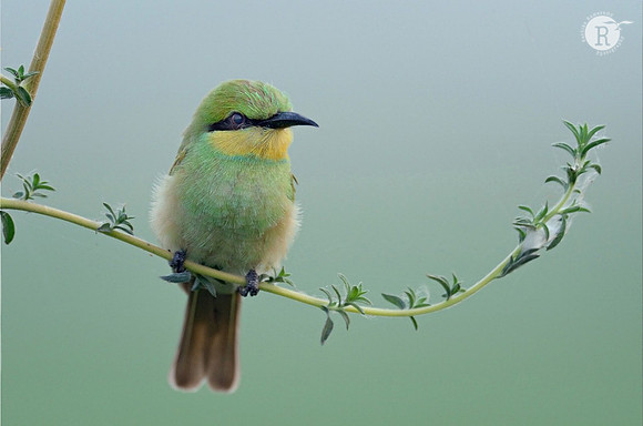 Green Bee-eater (Merops orientalis)
