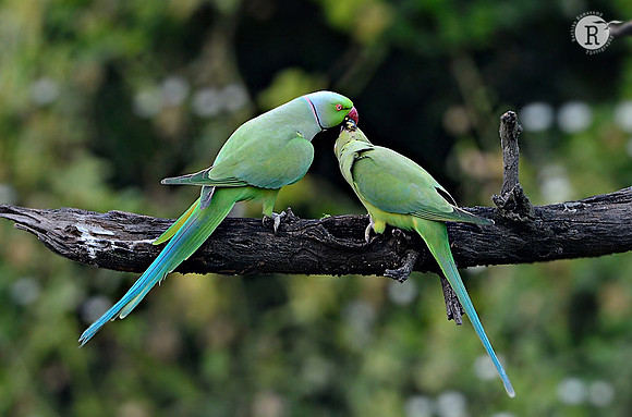 Rose-ringed Parakeet (Psittacula krameri)