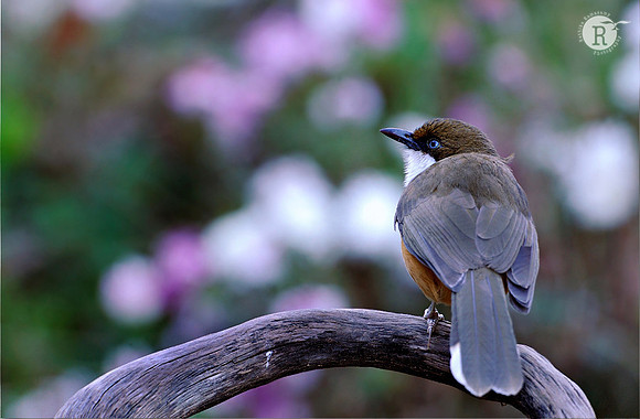 White-throated Laughingthrush (Garrulax albogularis)