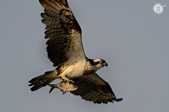 Osprey (Pandion haliaetus)