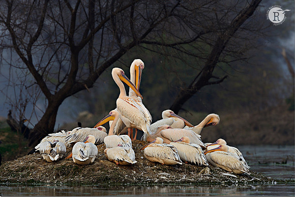 Pelican-Island