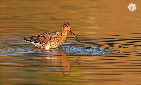 Black-tailed Godwit(Limosa limosa)
