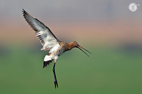 Black-tailed Godwit(Limosa limosa)