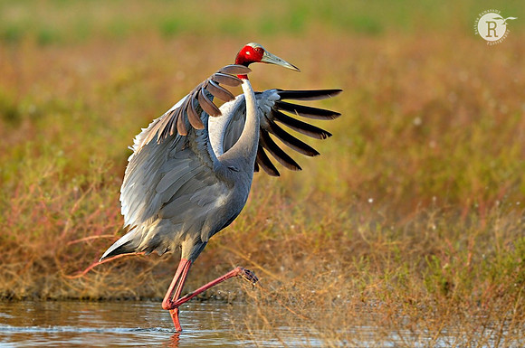 Sarus crane