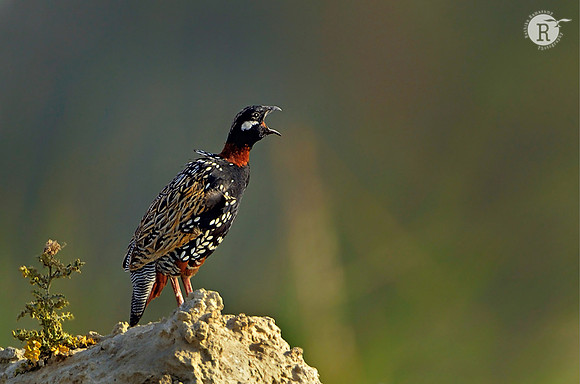 Black Francolin (Francolinus francolinus)