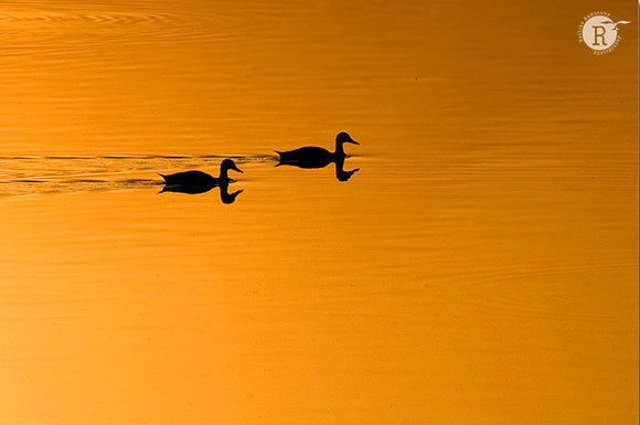 Spot-billed duck (Anas poecilorhyncha)