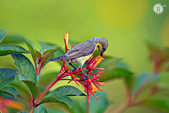 Purple Sunbird (Cinnyris asiaticus)