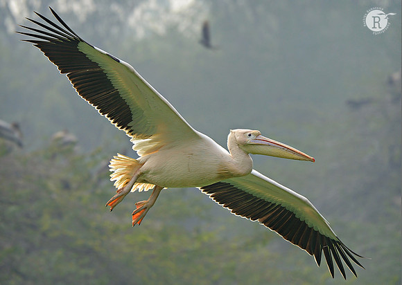 Pelican