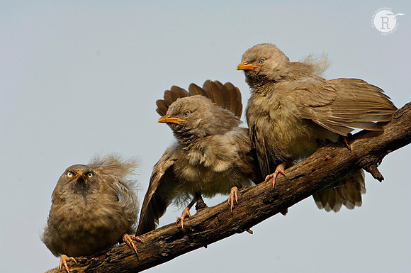 Jungle babbler (Turdoides striata)
