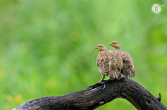 Grey francolin (Francolinus pondicerianus)