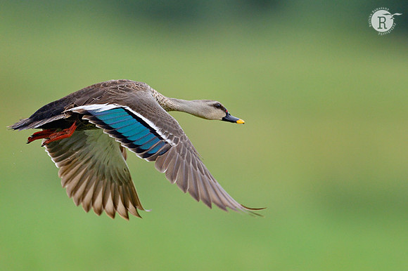 Spot-billed duck (Anas poecilorhyncha)