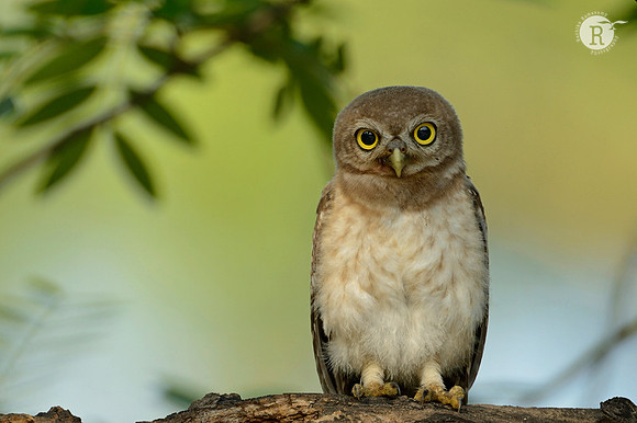 Spotted Owlet (Athene brama)