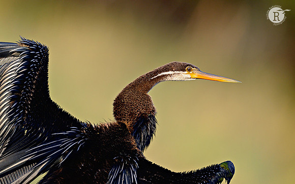 Indian darter (Anhinga melanogaster )