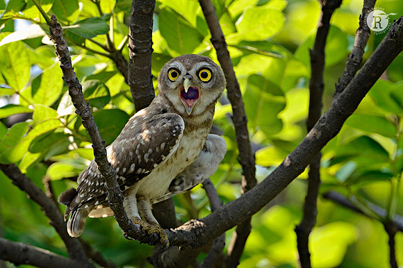 Spotted Owlet (Athene brama) _D4R5532