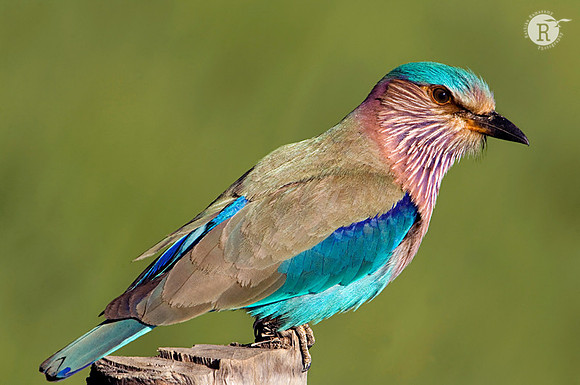 Indian roller (Coracias benghalensis)